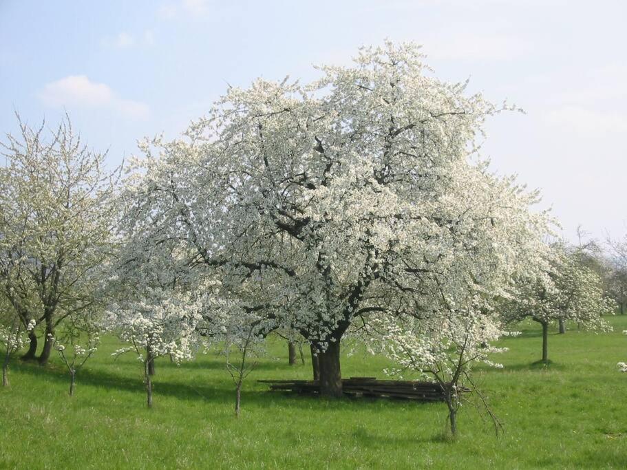 Bischweier Einliegerwohnung Mit Kueche מראה חיצוני תמונה